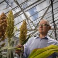 Professor Matthew Morell, Director, QAAFI at University of Queensland – with sorghum in glasshouse.